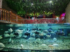 -成都浩海立方海洋公园