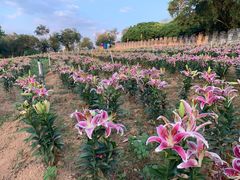 -松山湖梦幻百花洲