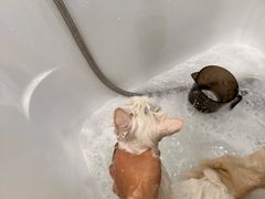 -爱洗澡的猫(望京店)