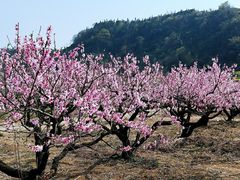 -桑洲油菜花景区