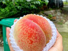 -老袁家蜜桃农场·阳山水蜜桃