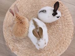 -浣熊柯尔鸭土拨鼠·电玩咖