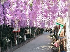 -呀路古热带植物园