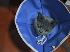 -关爱宠物医院·猫科中心·消化科(滨湖万达分院)