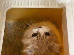 -欣宠猫屋·矮脚拿破仑·蓝金金渐层