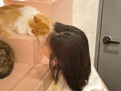 -猫儿山۰猫主题餐厅