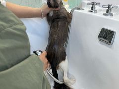-爱洗澡的猫(望京店)