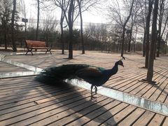 -南宫五洲植物乐园