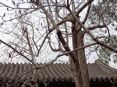 -大觉寺-停车场