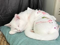 -纳吉亚猫专科动物医院博雅分院