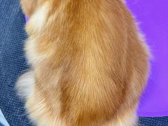 -唐小姐の私宠·宠物洗护美容·撸猫馆·购宠(周浦万达旗舰店)