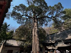 -青岛崂山太清宫