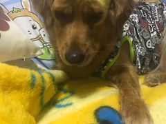 -爱侣宠医·鹦鹉专科·小型哺乳类·异宠专科(灵石路店)