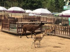 -西安秦岭野生动物园