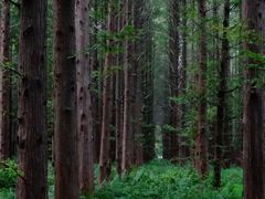 -黄海国家森林公园