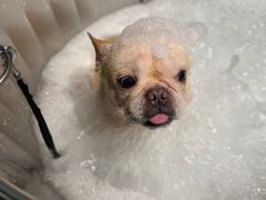 -PETKIT小佩宠物·低压洗护(国顺东路店)