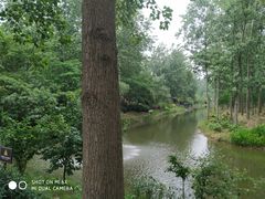 -合肥滨湖国家森林公园