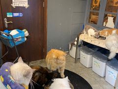 -more than meow吴止猫主题餐厅(承德 中船汇店)