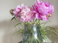 -花鸟鱼虫鲜花绿植市场(玉泉路店)