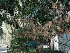 -秋霞圃