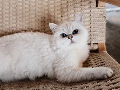 -喵屿·大理花园猫咖