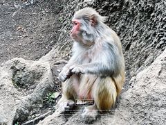 -黔灵山公园
