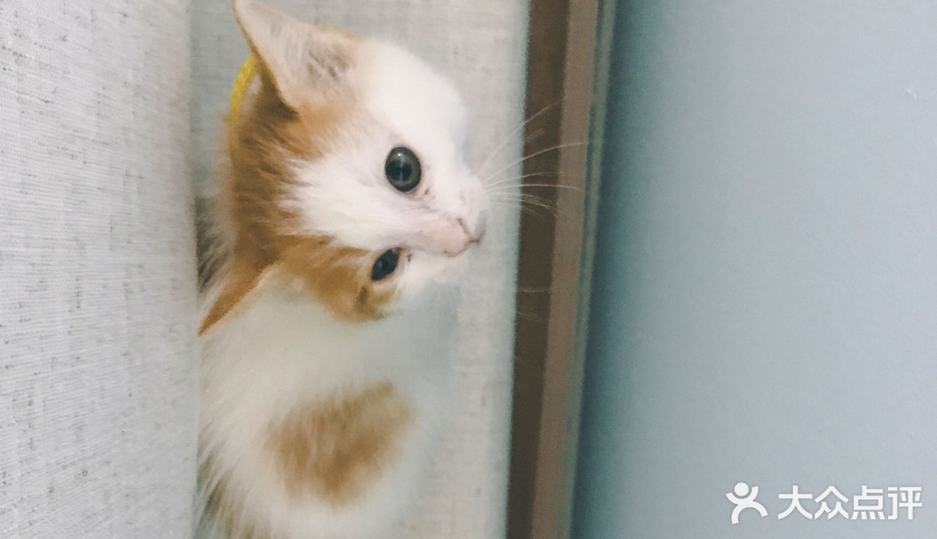 🐱小猫咪又能有什么坏心思呢…不过就是骗吃骗喝🤣