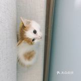 🐱小猫咪又能有什么坏心思呢…不过就是骗吃骗喝🤣