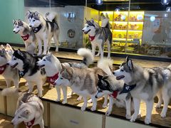 -Husky Go! 哈士奇体验馆·宠物咖啡厅狗咖