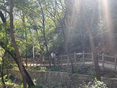 -大岭沟猕猴桃谷风景区