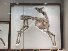 -安徽省地质博物馆