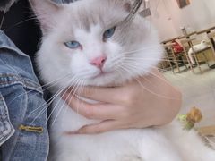 -Heymao猫咖.咖啡厅(东门店)