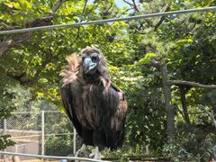 -西霞口神雕山野生动物世界