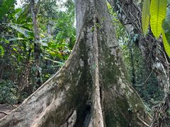 -中国科学院西双版纳热带植物园