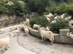 -白草畔自然风景区