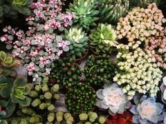 -秦美花卉(天朗·莱茵小城2期店)