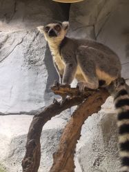 -Zoolung Zoolung动物主题公园(海信广场店)