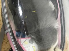 -伟伟宠物医院·瑞派猫友好医院·猫科(光谷店)