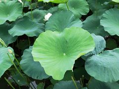 -荷塘月色湿地公园·向阳花洲