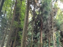 -武陵山森林公园