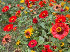 -上海共青森林公园