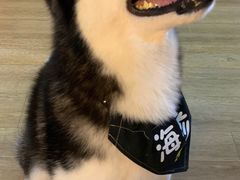 -Husky Go! 哈士奇体验馆·宠物咖啡厅狗咖