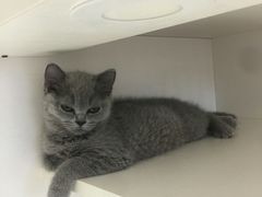 -东方名猫馆·英短金渐层布偶猫舍(环线广场1号楼店)