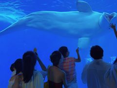 -海合安成都极地海洋公园