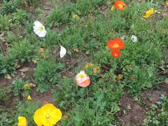 -艾溪湖湿地公园