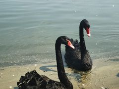 -南大港湿地风景区