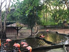 -清迈夜间动物园