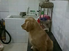 -酷狗靓猫宠物·洗护·美容·寄养(航北路店)