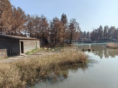 -宁波杭州湾国家湿地公园