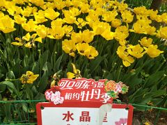 -洛阳郁金香牡丹园